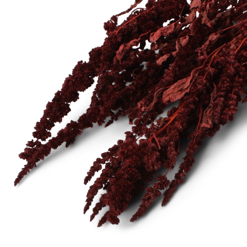 Picture of Dried Amaranthus Thumb Bordeaux 75g